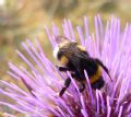 Bombus terrestris